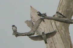 Delichon urbicum urbicum