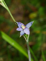 Thelymitra formosa
