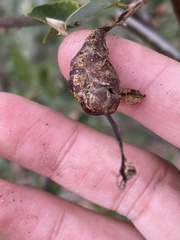 Callirhytis congregata