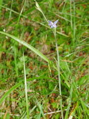 Thelymitra formosa