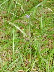 Thelymitra formosa