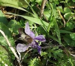 Viola reichenbachiana