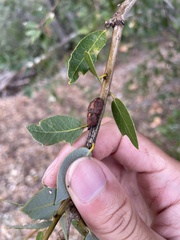 Disholandricus chrysolepidis