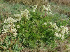 Aciphylla glacialis