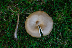 Melanoleuca melaleuca