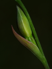 Thelymitra formosa
