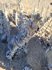 Artemisia stelleriana