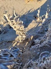 Artemisia stelleriana