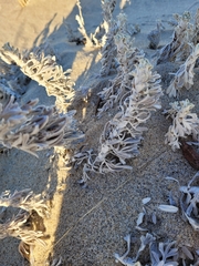 Artemisia stelleriana