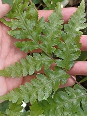Pteris carsei