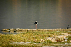 Himantopus himantopus