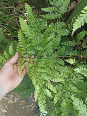 Pteris carsei