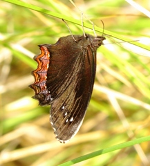 Gyrocheilus patrobas