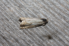 Crambus lathoniellus