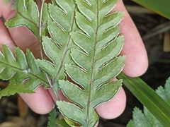 Pteris carsei