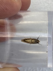 Heterallactis euchrysa