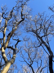 Myrcianthes fragrans