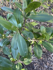 Myrsine cubana
