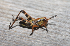 Miramella carinthiaca