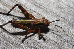 Miramella carinthiaca