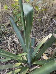 Agave sisalana