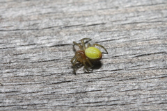 Araniella