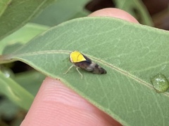 Brunotartessus fulvus