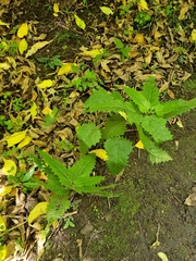 Urtica ferox