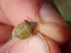 Peribalus strictus strictus