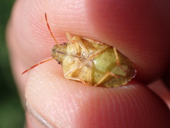 Peribalus strictus strictus