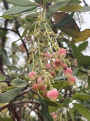 Comarostaphylis diversifolia