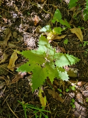 Urtica ferox