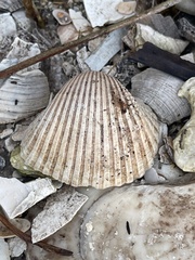 Noetia ponderosa