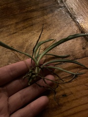 Chlorophytum comosum