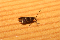 Micropterix aureatella