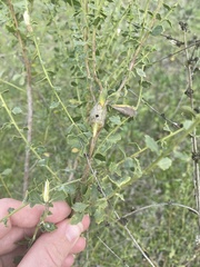 Gnorimoschema baccharisella