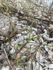 Sporobolus virginicus