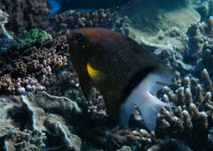 Plectroglyphidodon dickii