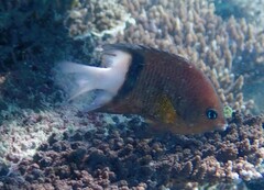 Plectroglyphidodon dickii