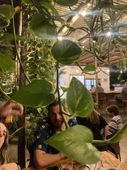 Chlorophytum comosum