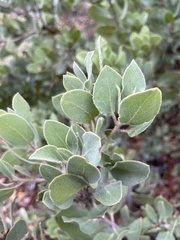 Arctostaphylos glandulosa