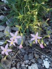 Centaurium quadrifolium