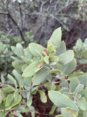 Arctostaphylos glandulosa