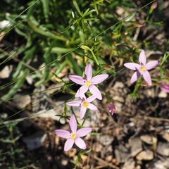 Centaurium quadrifolium