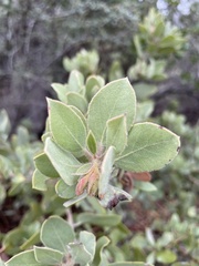 Arctostaphylos glandulosa