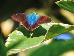 Thorybes egregius egregius