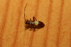 Closterotomus biclavatus