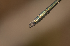 Archiargiolestes pusillus