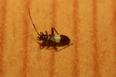 Closterotomus biclavatus