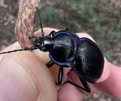 Carabus finitimus